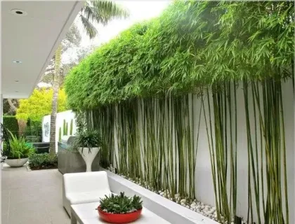 מושיוף-חזית